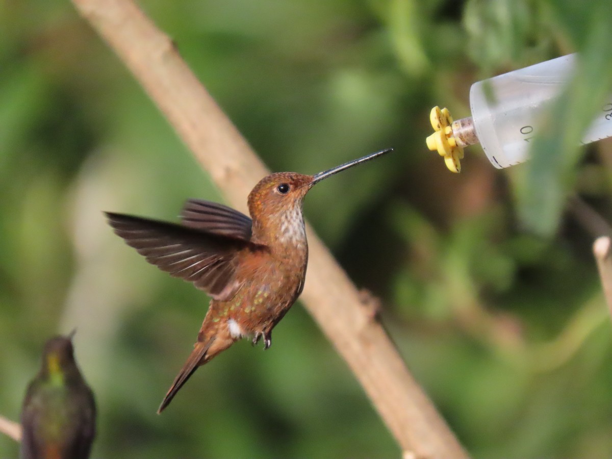 Bronzy Inca - ML645752119