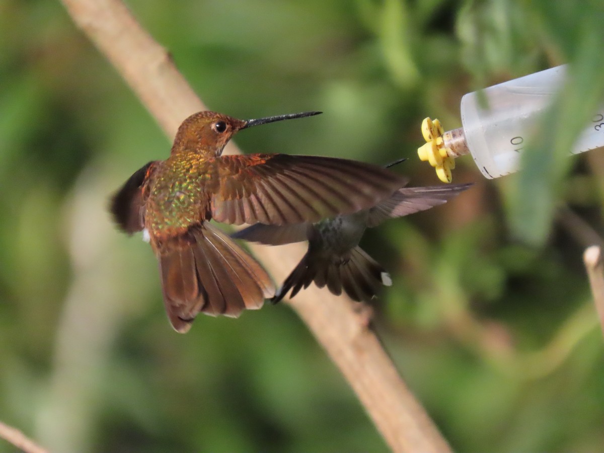 Bronzy Inca - ML645752120