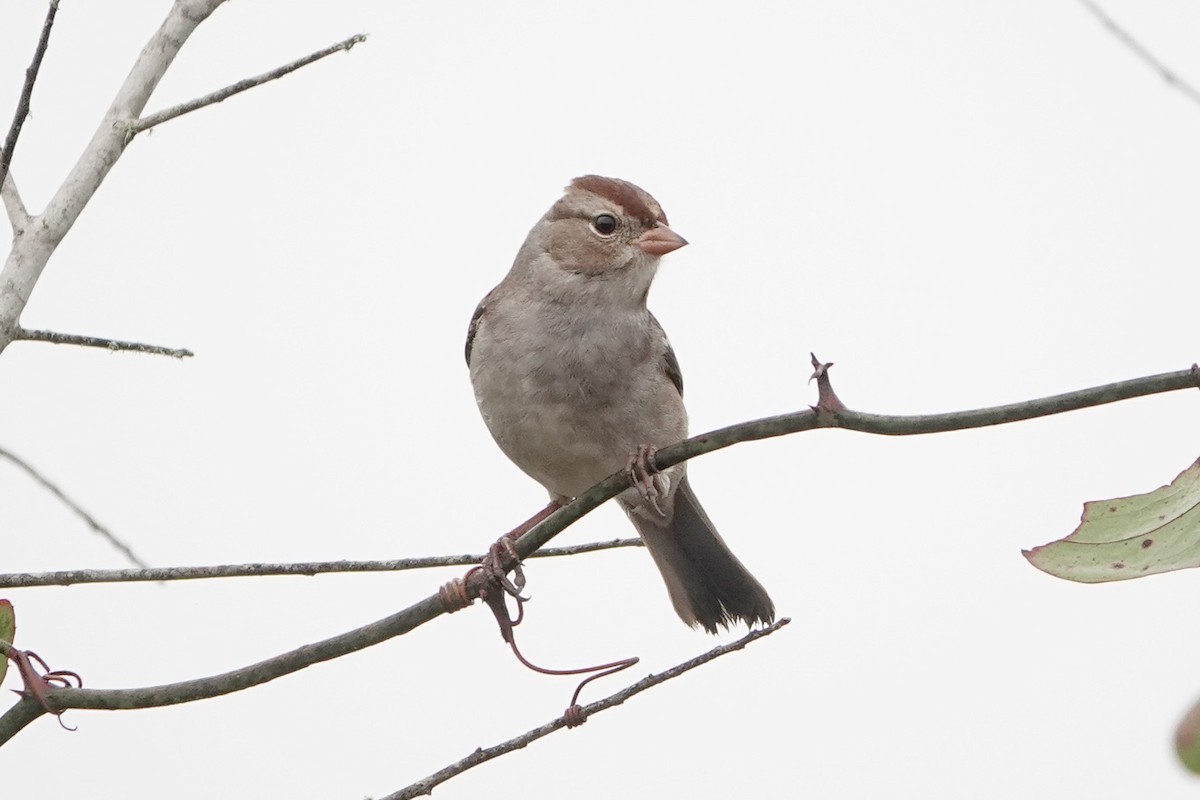 White-crowned Sparrow - ML645752123