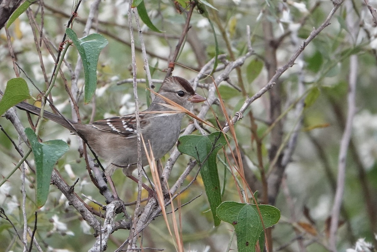 White-crowned Sparrow - ML645752124