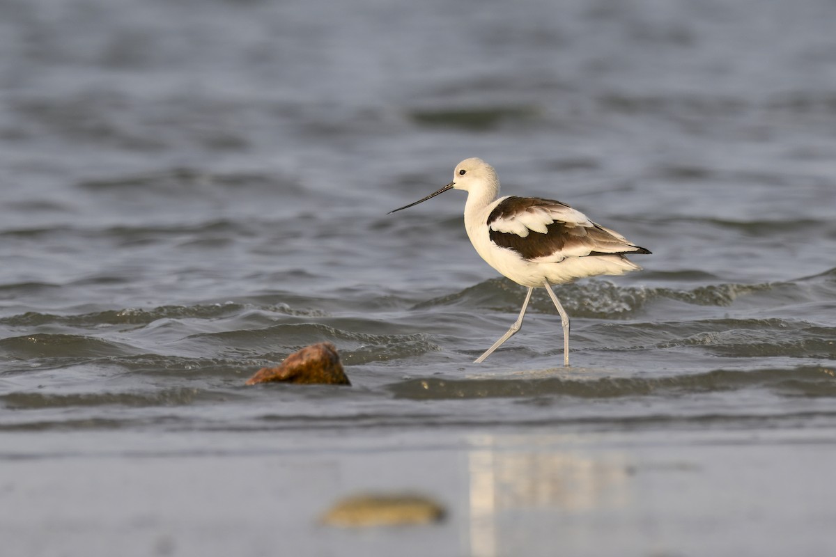 American Avocet - ML645752125