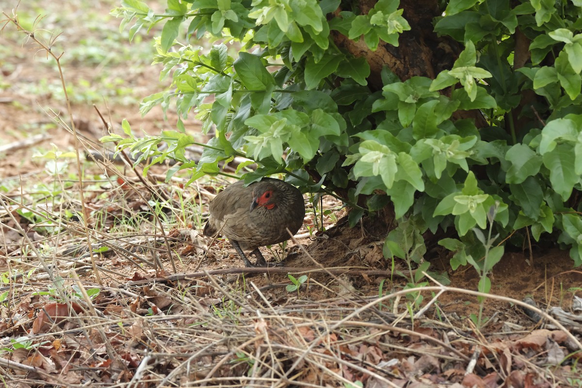 クロアシアカノドシャコ - ML645752126