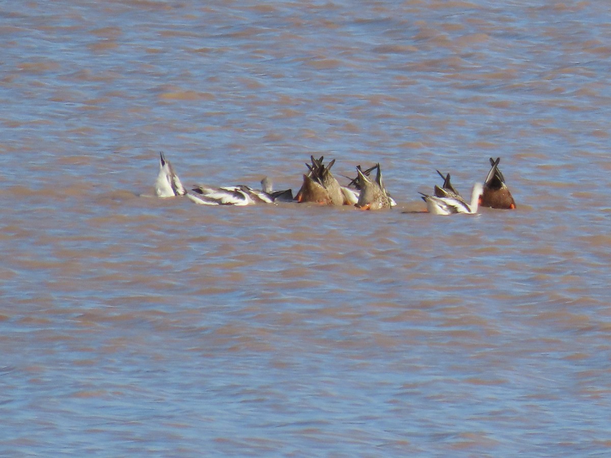 American Avocet - ML645752129