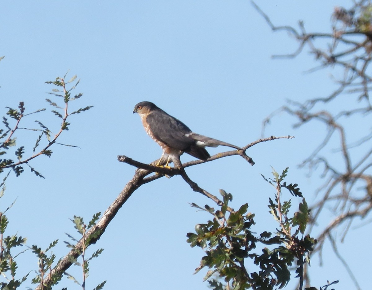 Sharp-shinned Hawk - ML645752131