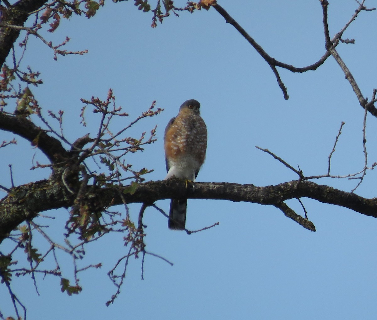 Sharp-shinned Hawk - ML645752132