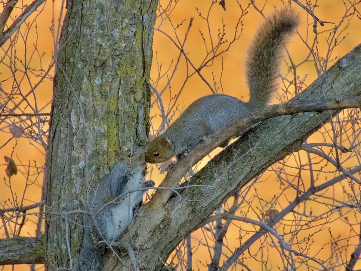 Écureuil gris - ML645752136