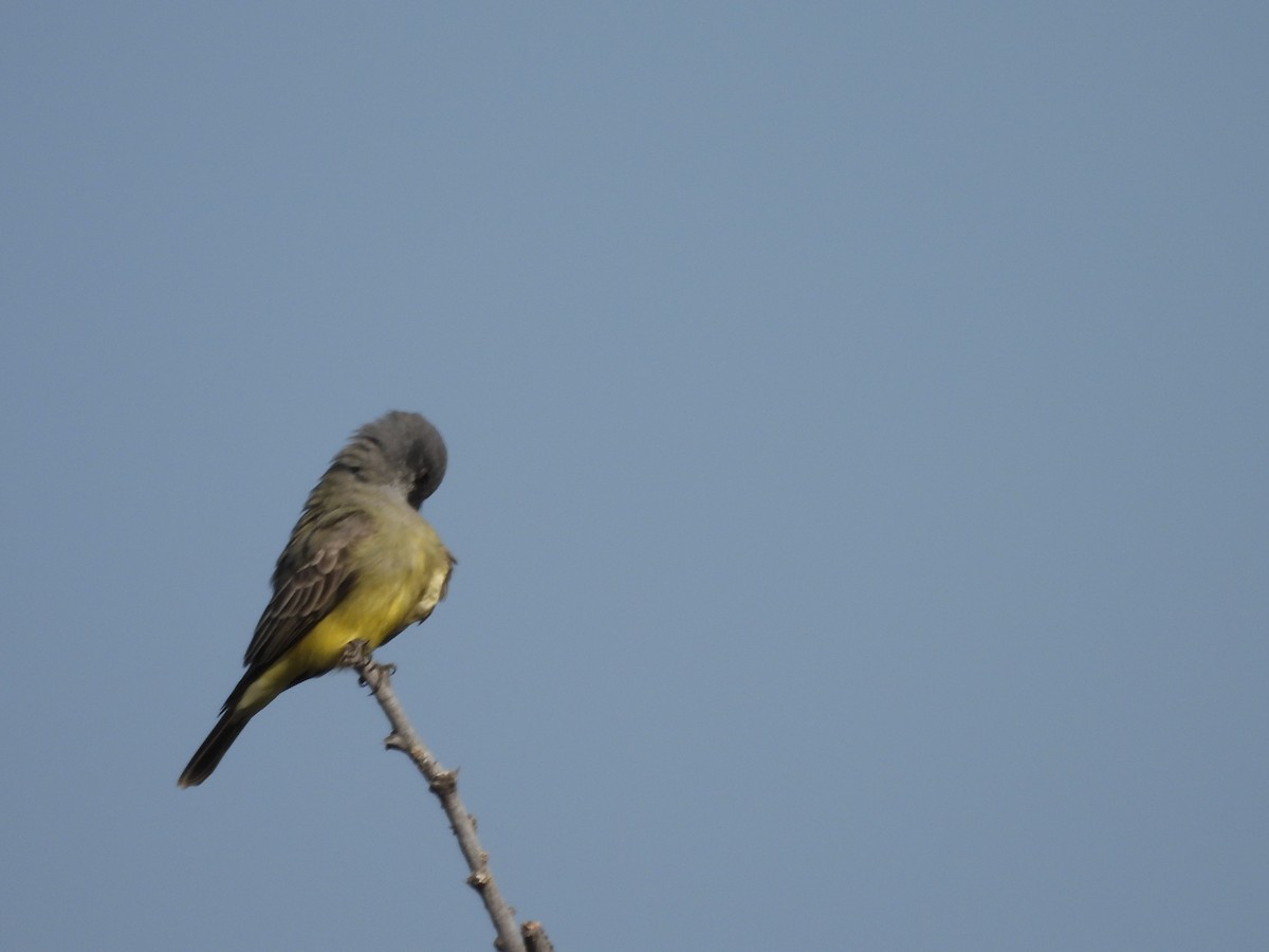 ハシボソタイランチョウ - ML645752138