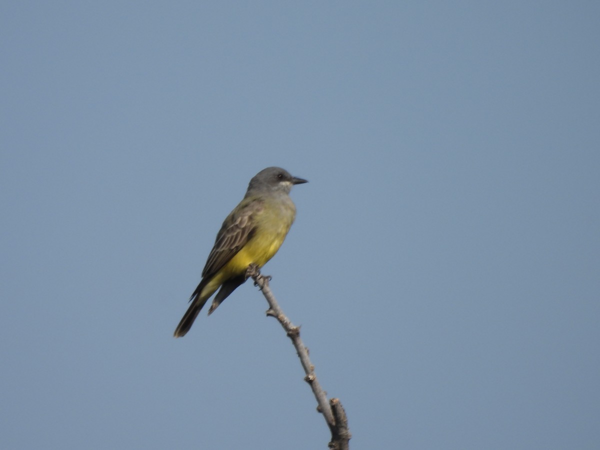 ハシボソタイランチョウ - ML645752139