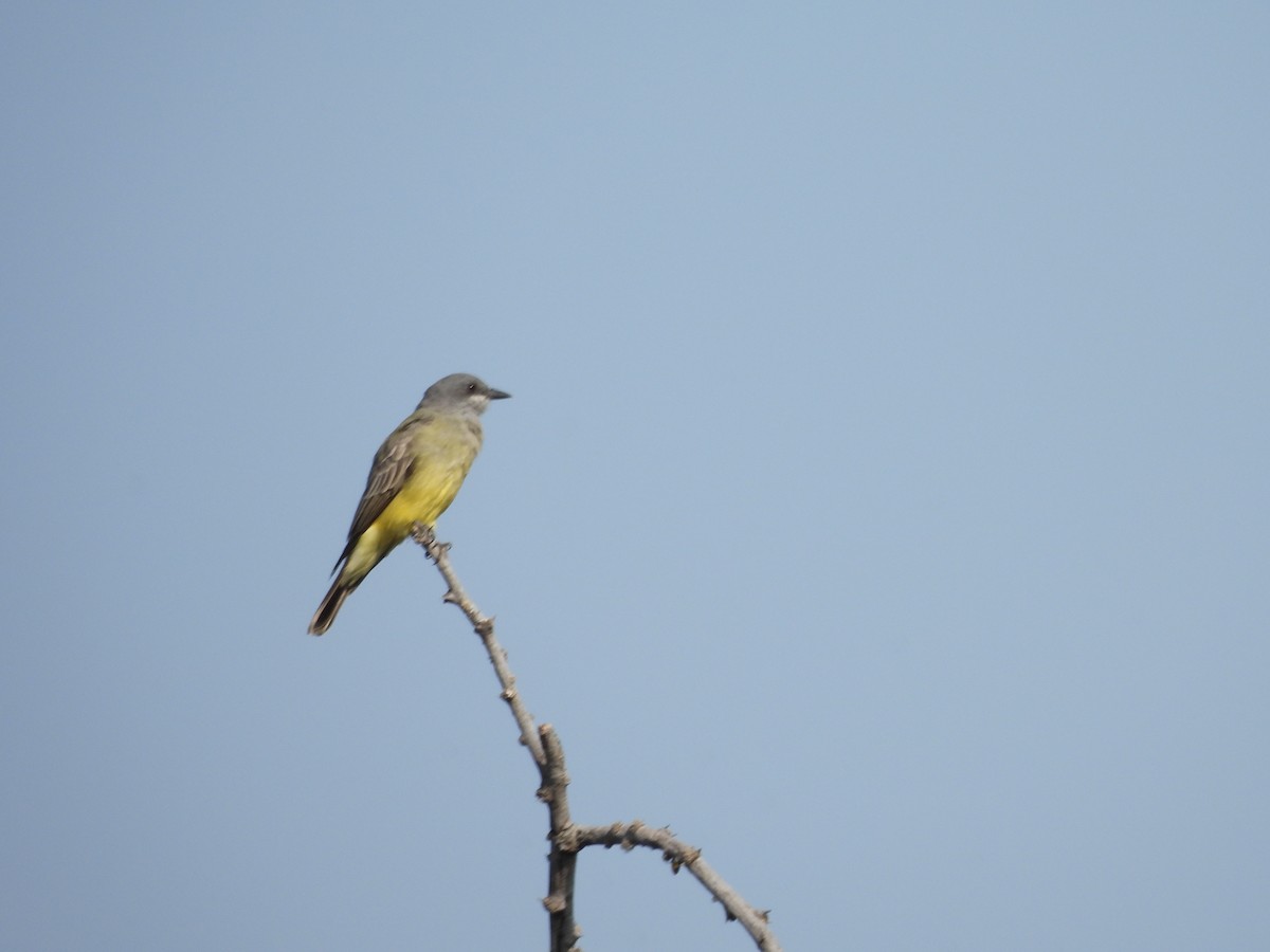 ハシボソタイランチョウ - ML645752140