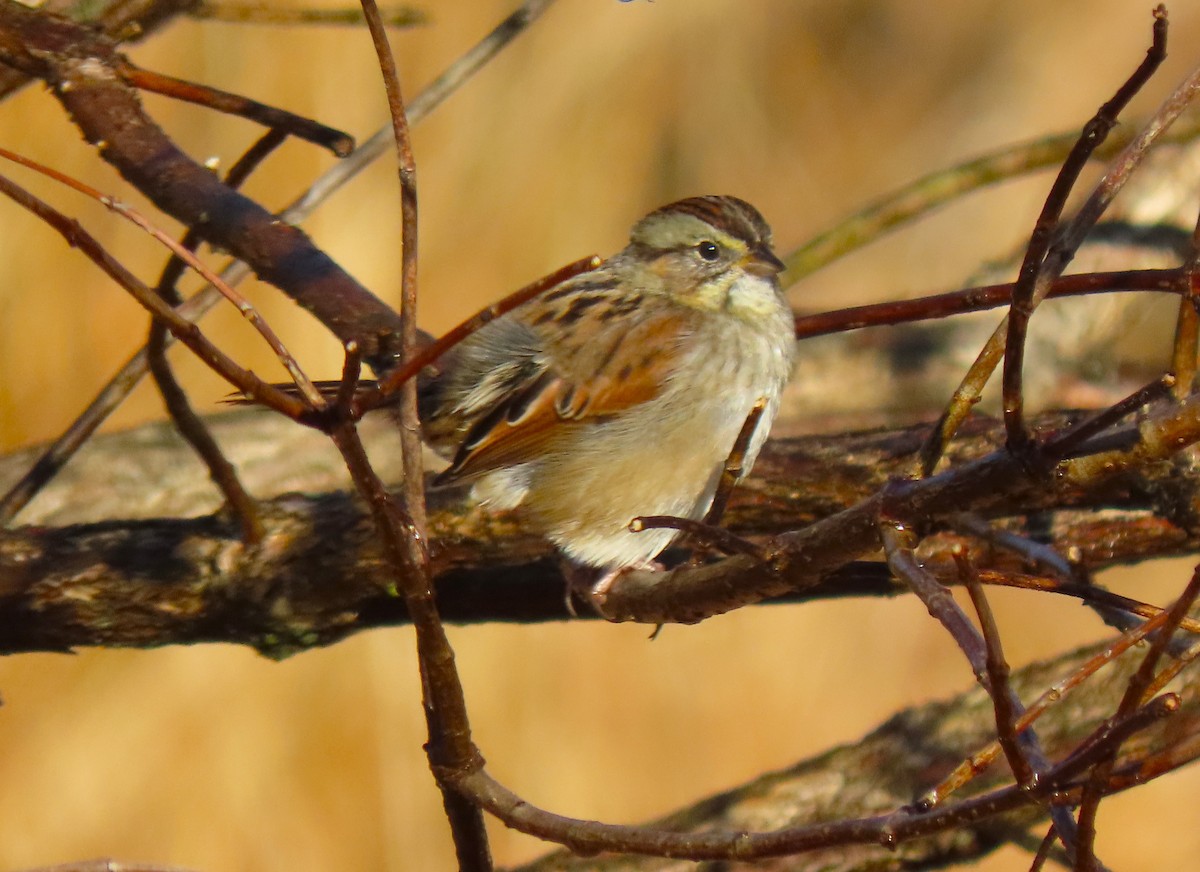 ヌマウタスズメ - ML645752141
