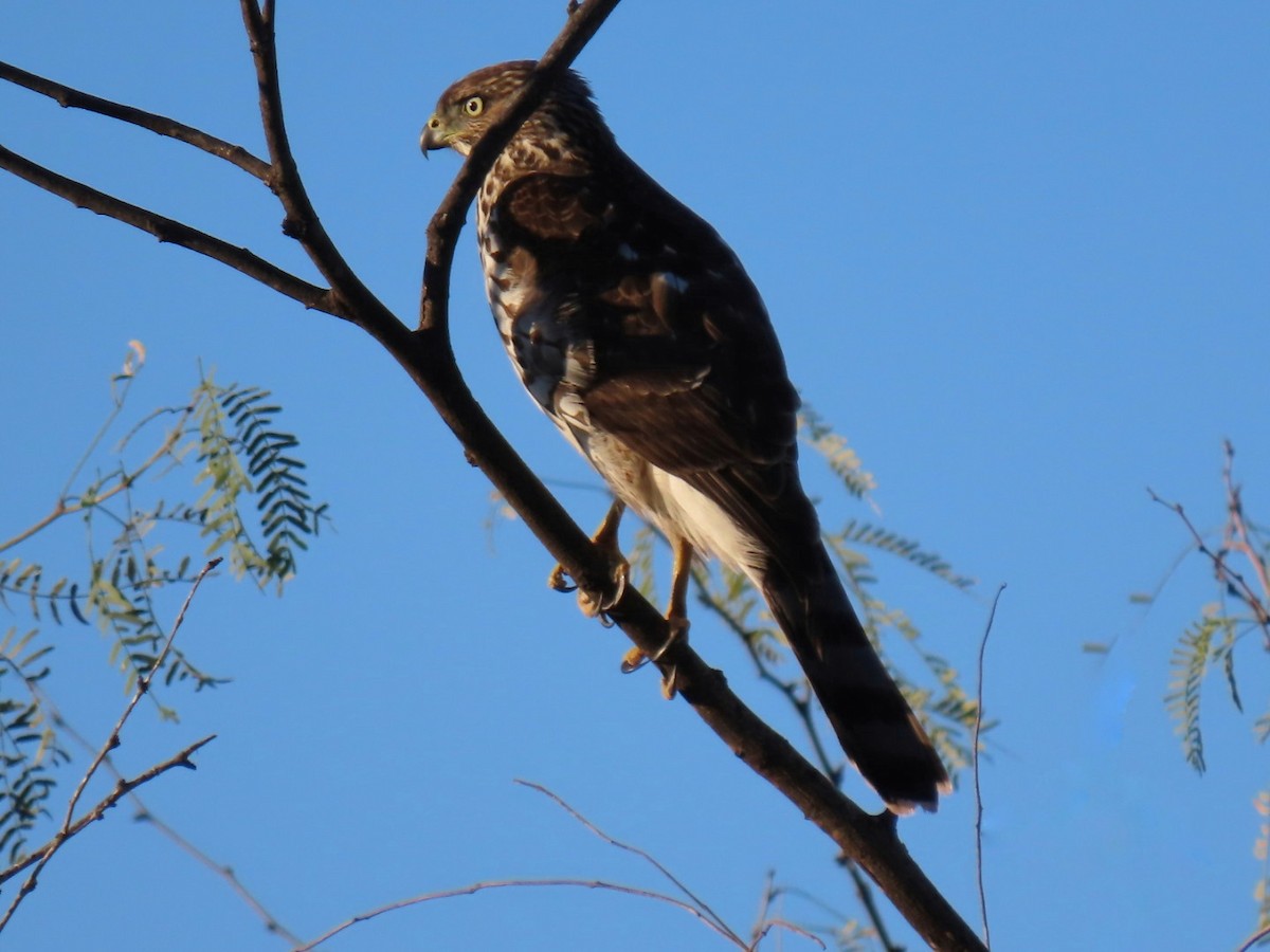 クーパーハイタカ - ML645752142