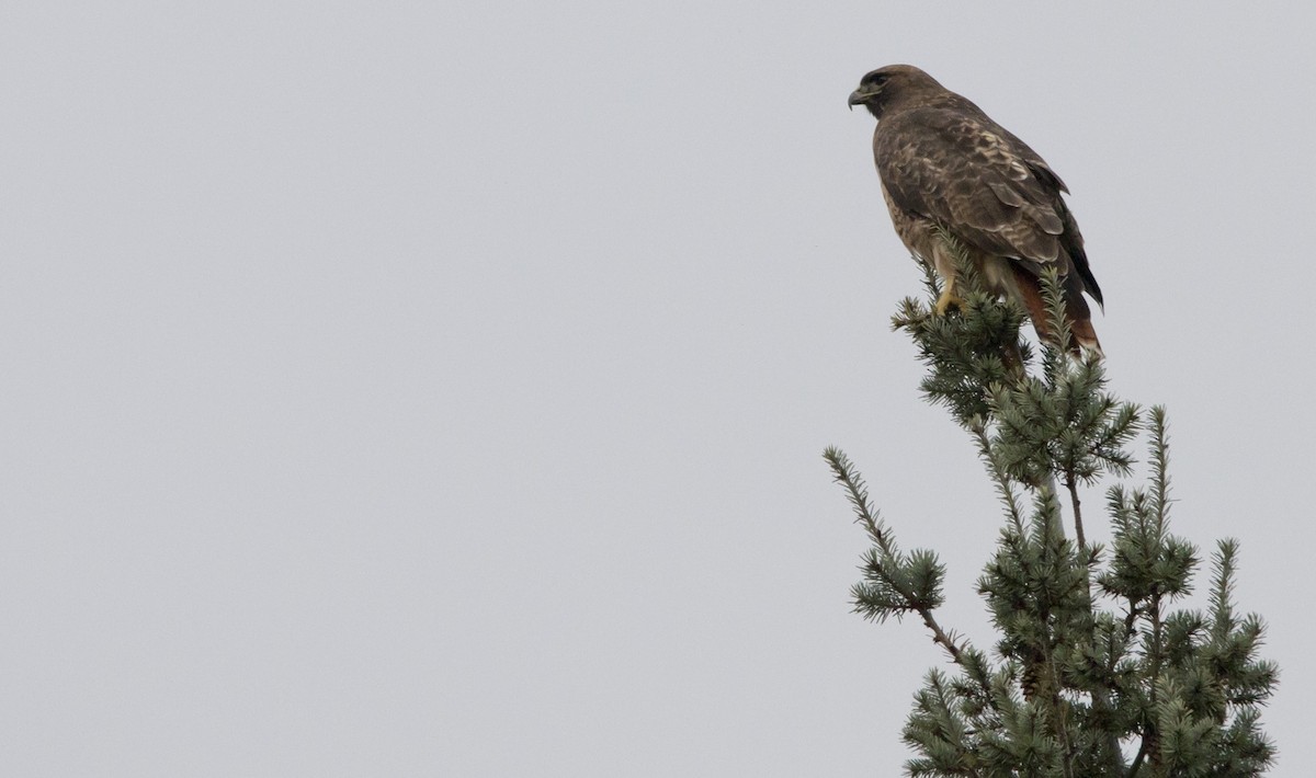 アカオノスリ - ML645752144