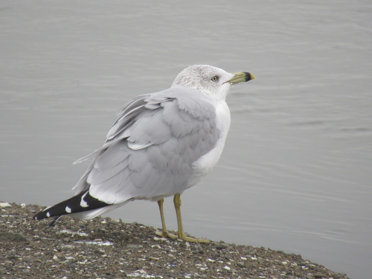 クロワカモメ - ML645752145