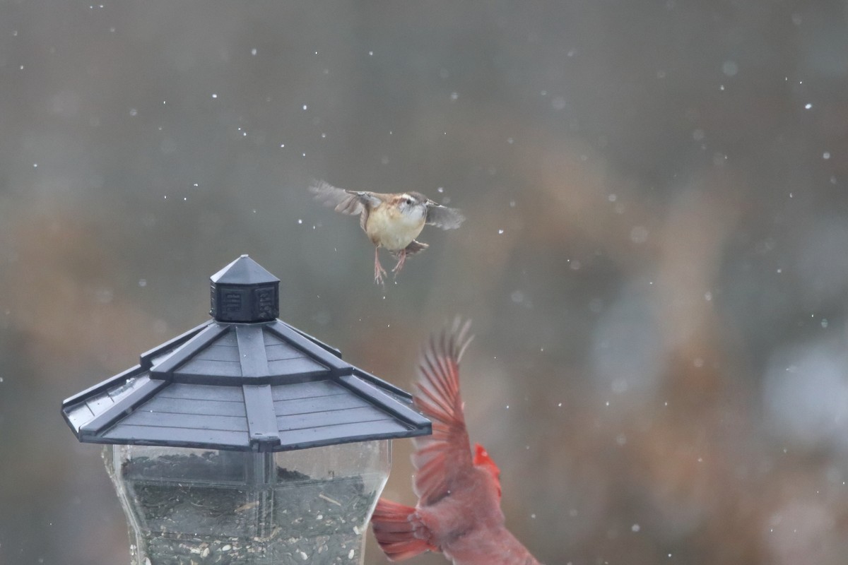 チャバラマユミソサザイ - ML645752147