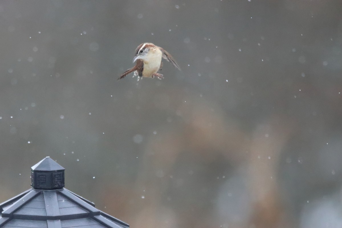 チャバラマユミソサザイ - ML645752148