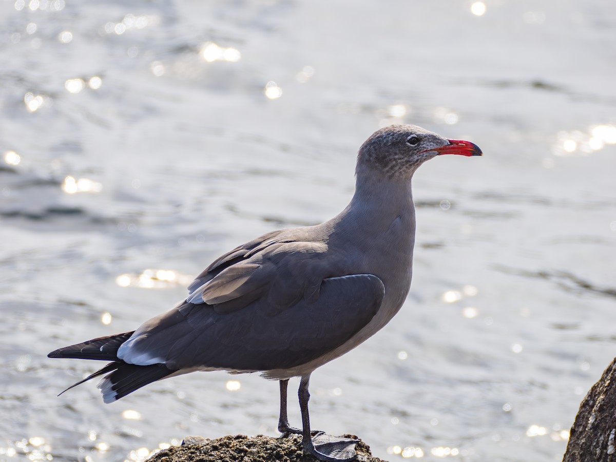 オグロカモメ - ML645752149