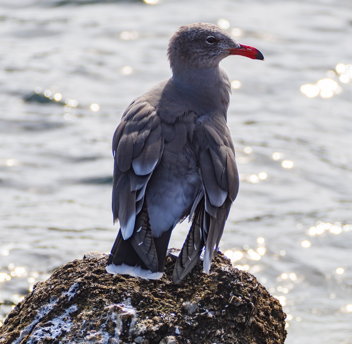 オグロカモメ - ML645752150