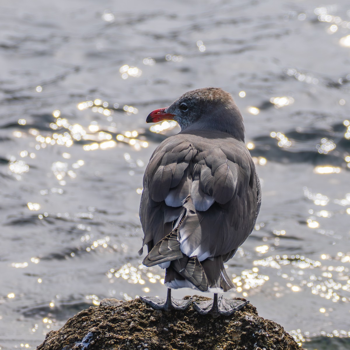 オグロカモメ - ML645752151