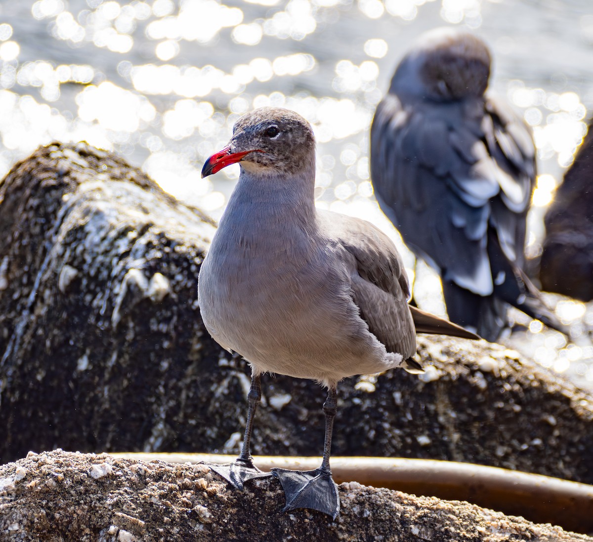 オグロカモメ - ML645752152