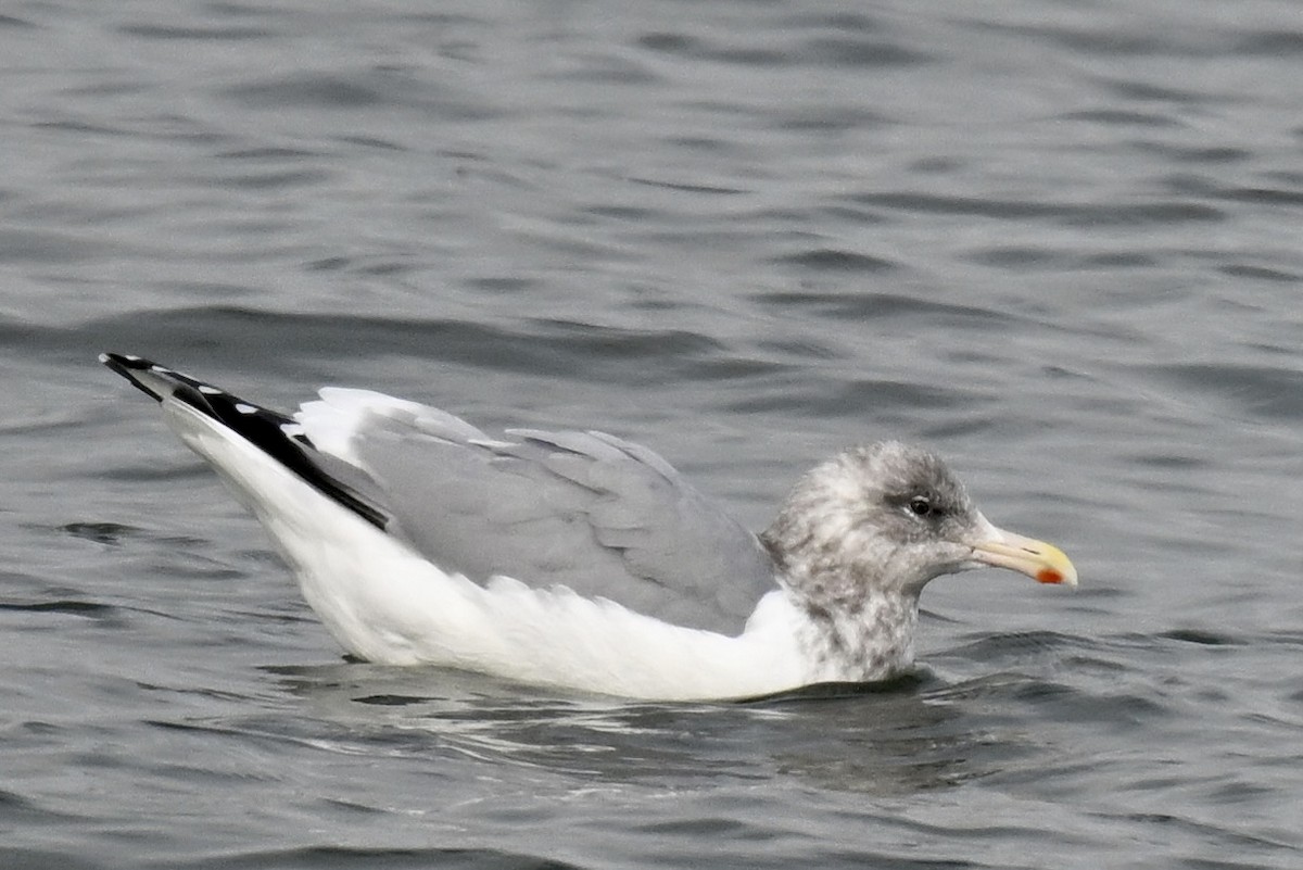 雑種 アメリカセグロカモメ ｘ ワシカモメ - ML645752154