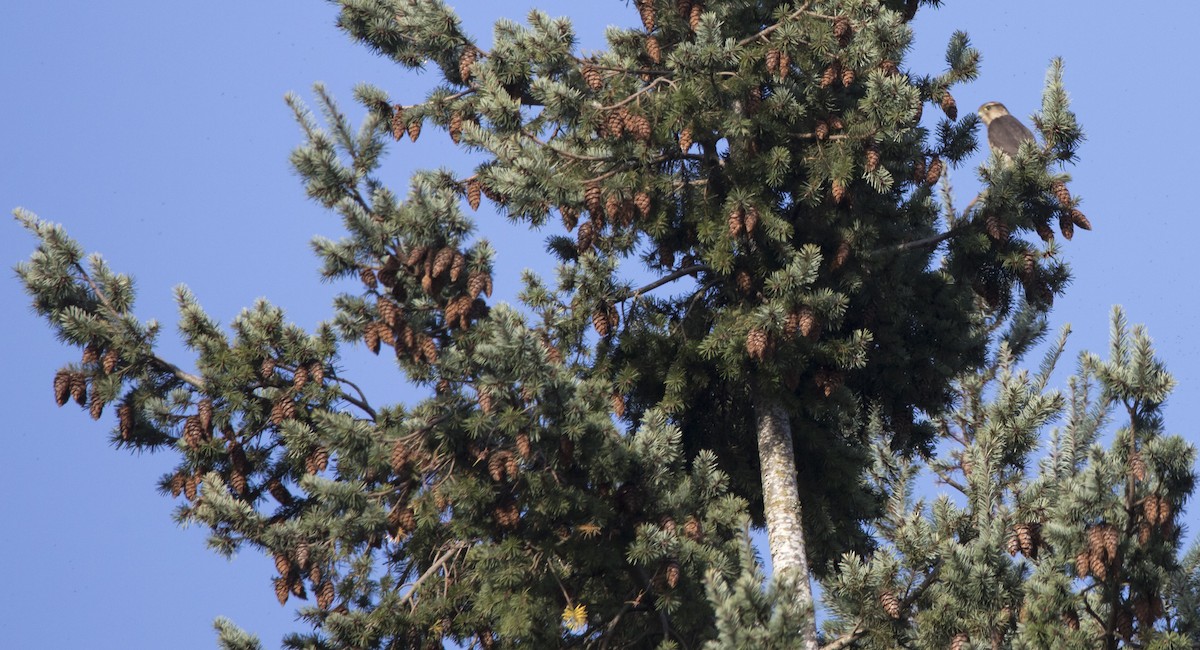 コチョウゲンボウ - ML645752159