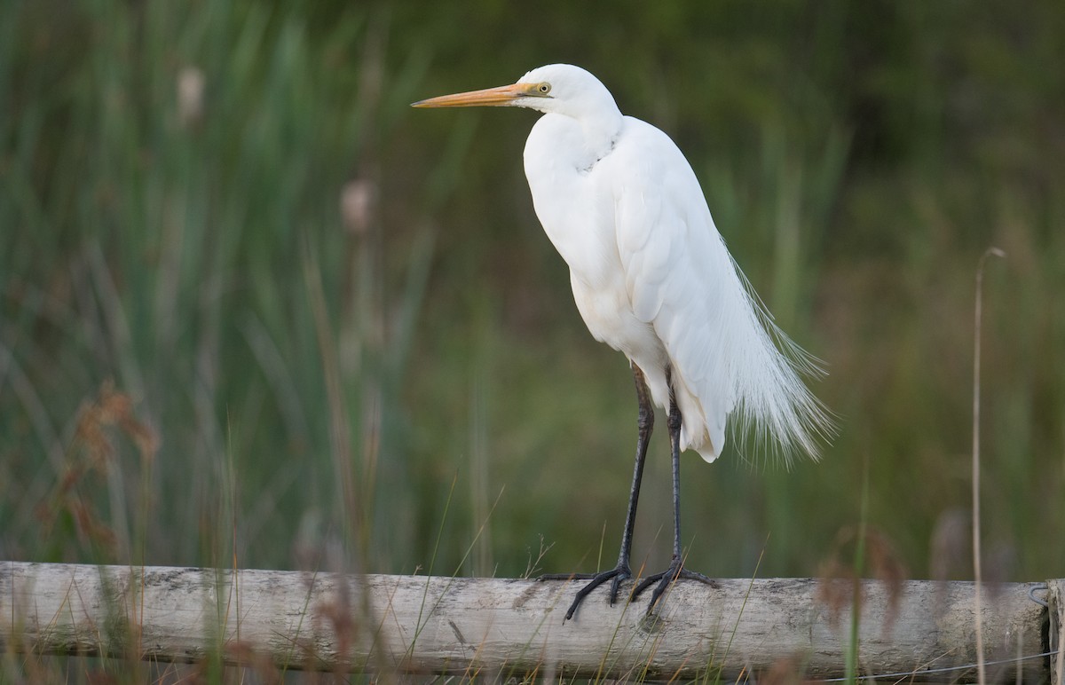 ダイサギ - ML645752160