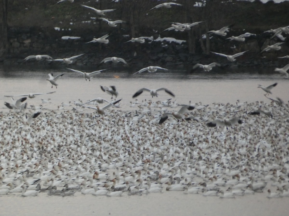 ハクガン - ML645752163