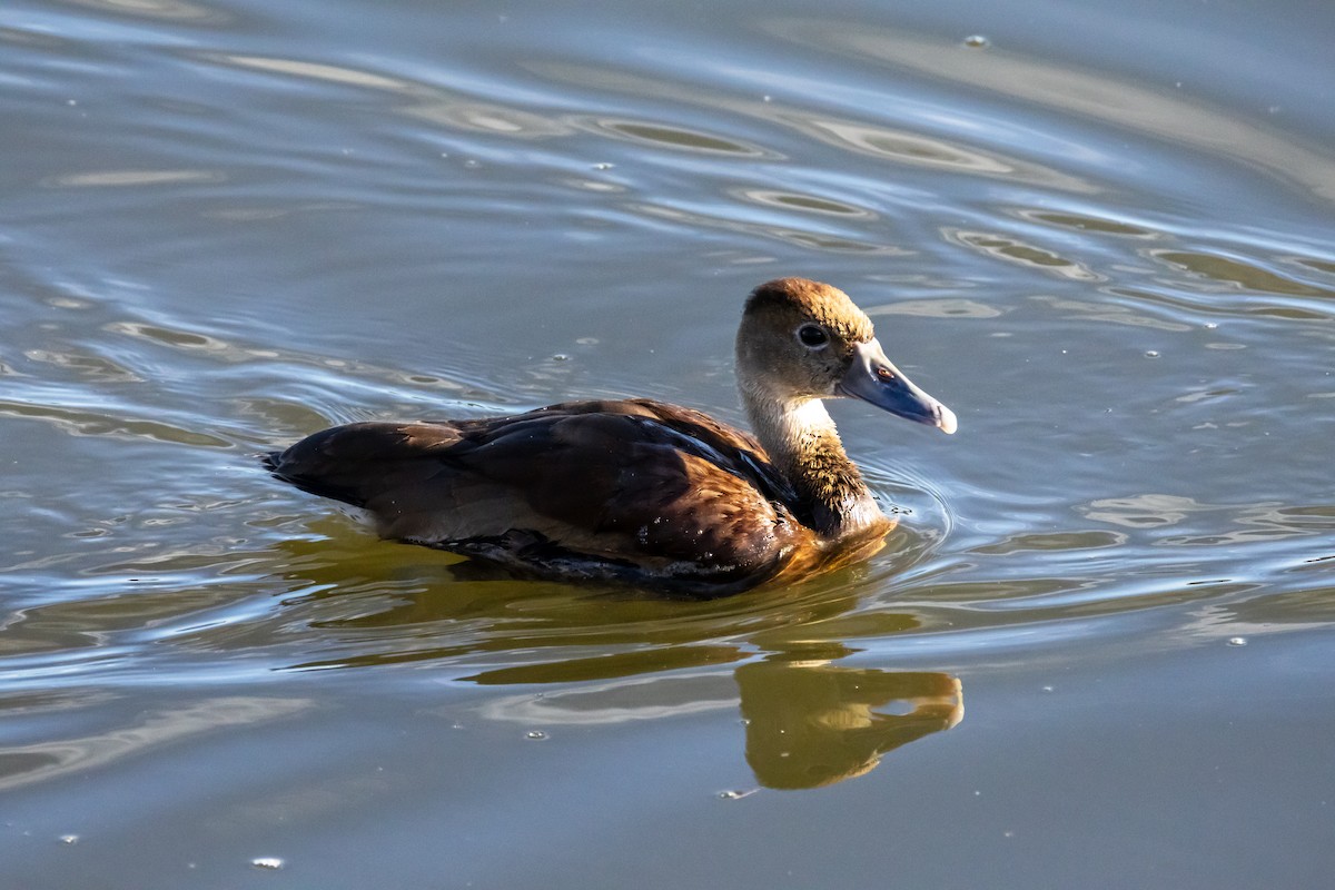 アカハシリュウキュウガモ - ML645752165