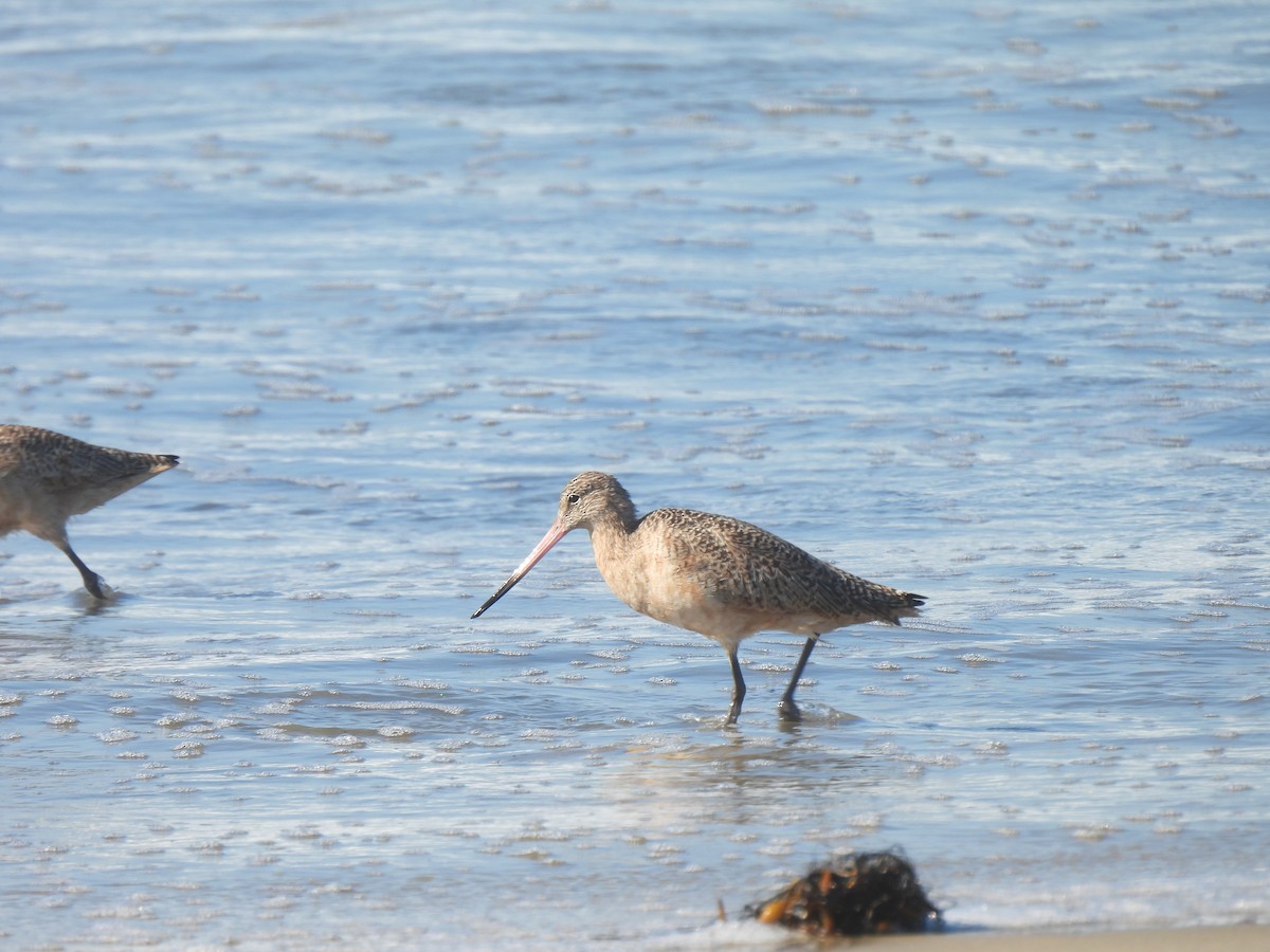 アメリカオオソリハシシギ - ML645752168