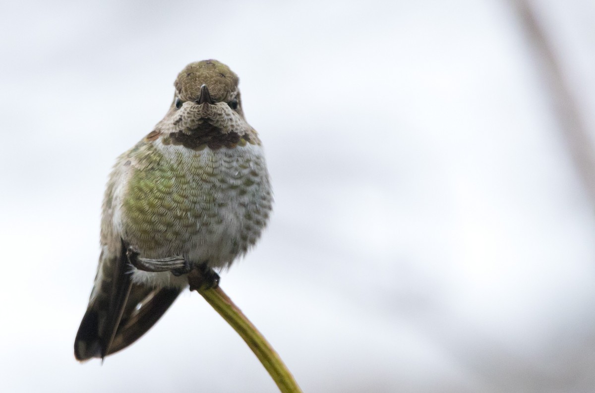 アンナハチドリ - ML645752169