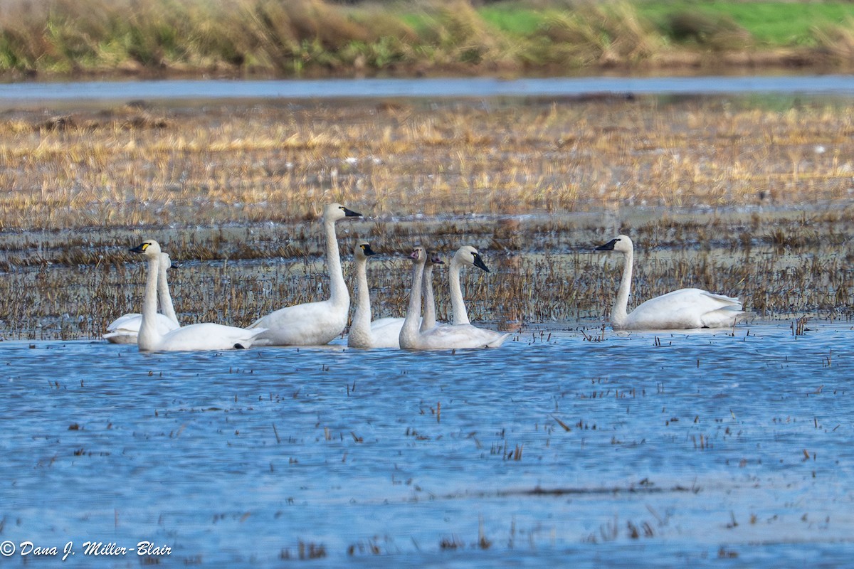 コハクチョウ - ML645752170