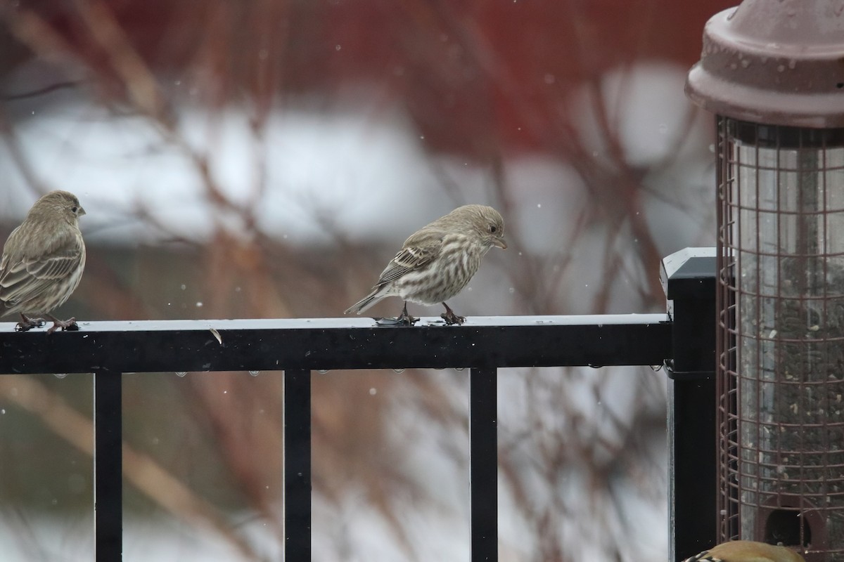 メキシコマシコ - ML645752171