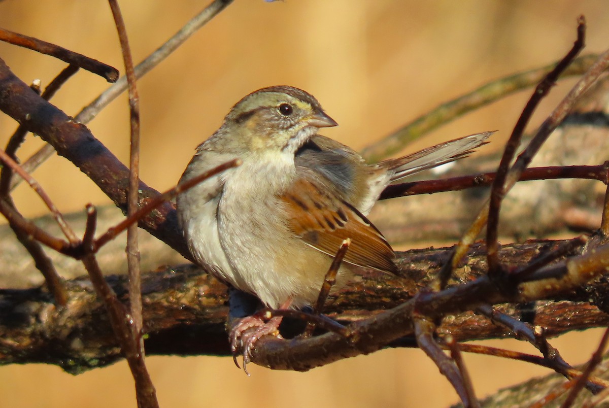 ヌマウタスズメ - ML645752175