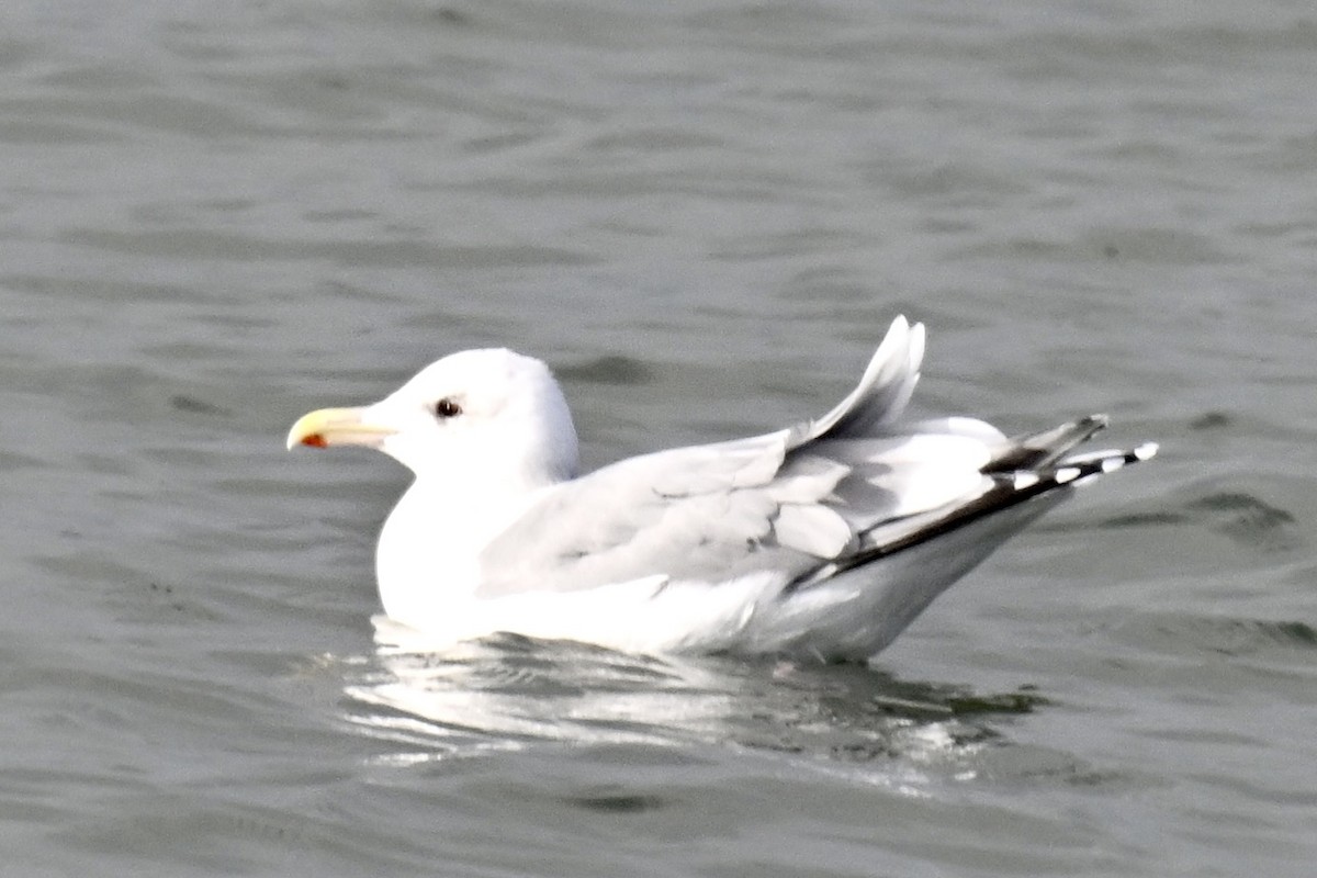 アイスランドカモメ（亜種 カナダカモメ） - ML645752176