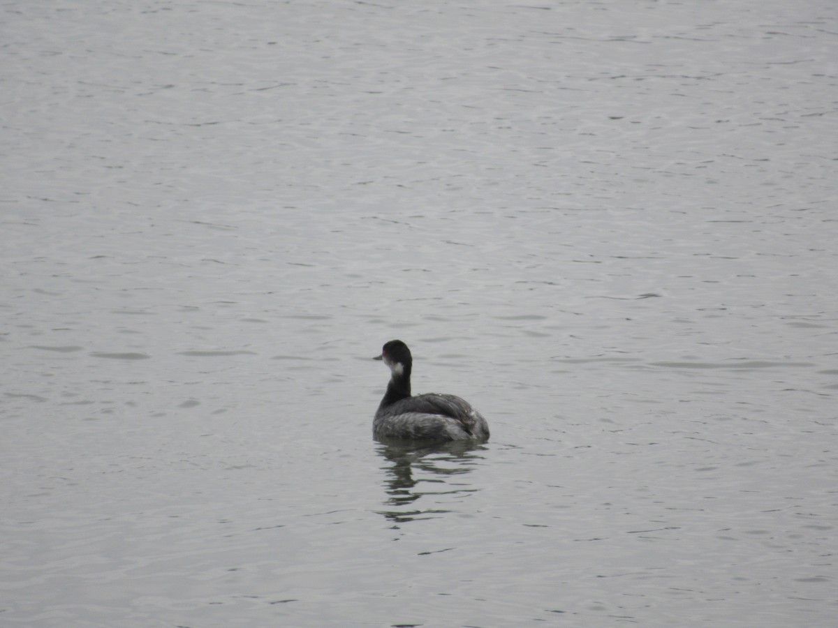 Eared Grebe - ML645752177