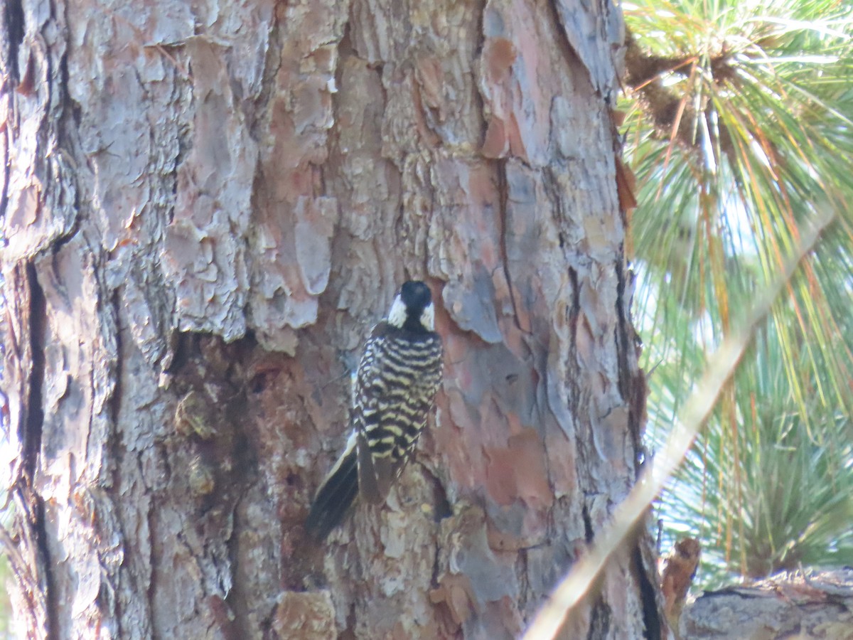 ホオジロシマアカゲラ - ML645752180