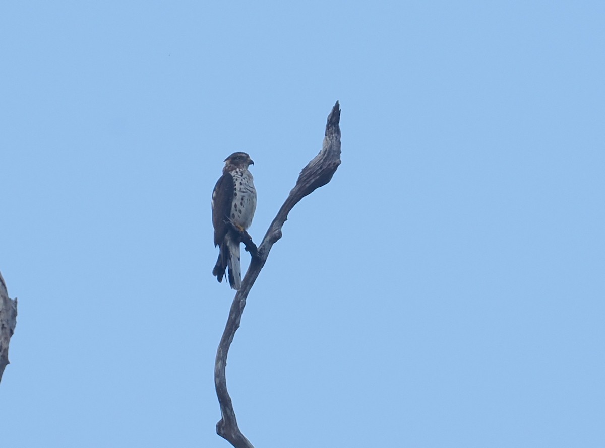 アフリカカッコウハヤブサ - ML645752181