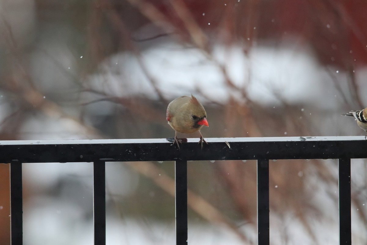 ショウジョウコウカンチョウ - ML645752183