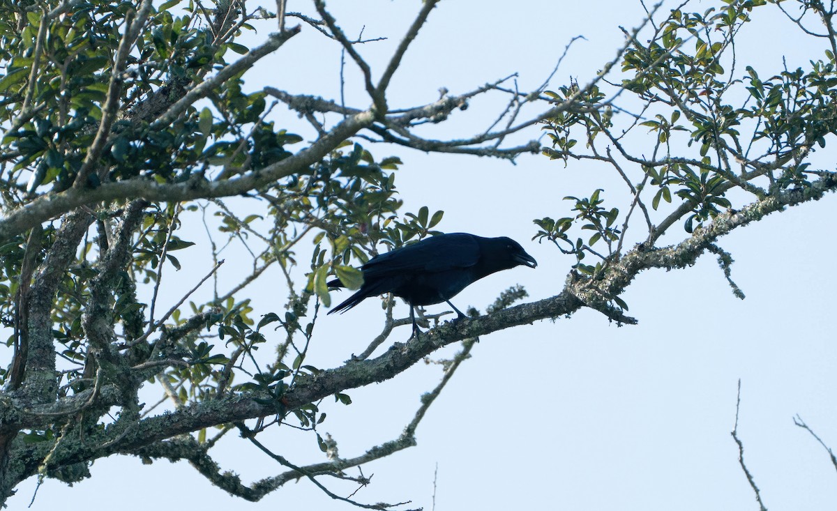 Fish Crow - ML645752195
