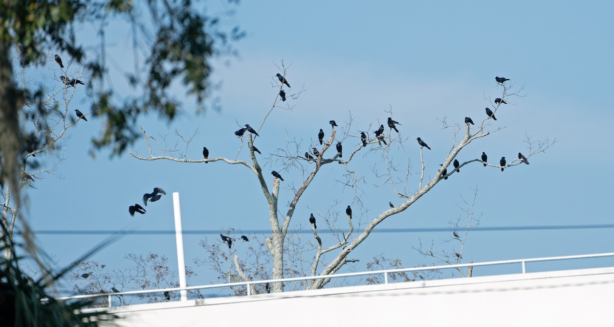 Fish Crow - ML645752196