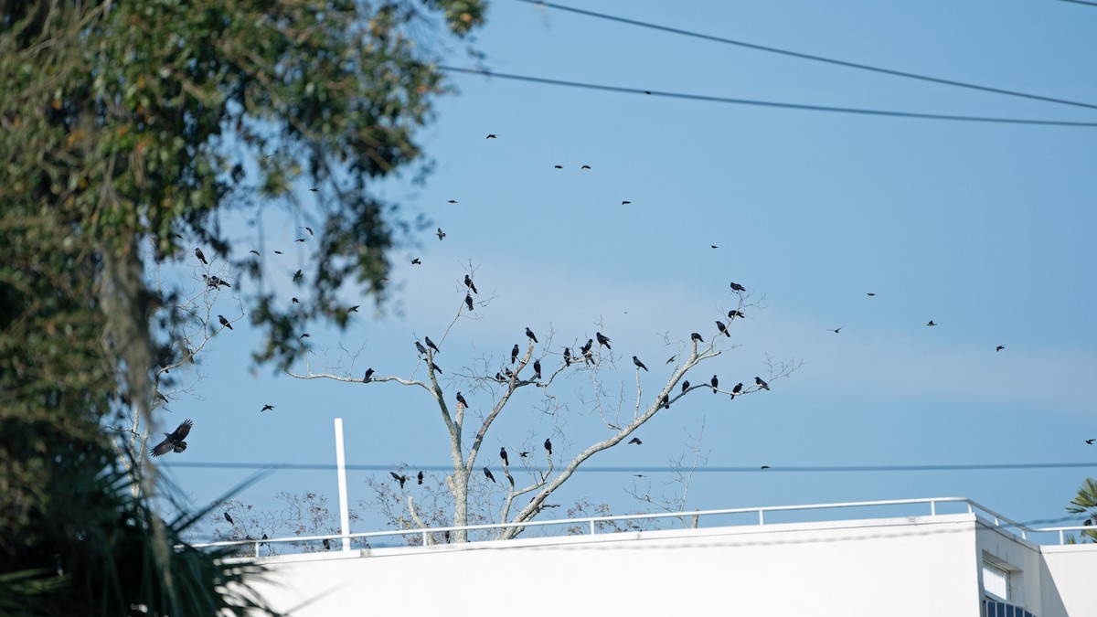 Fish Crow - ML645752197