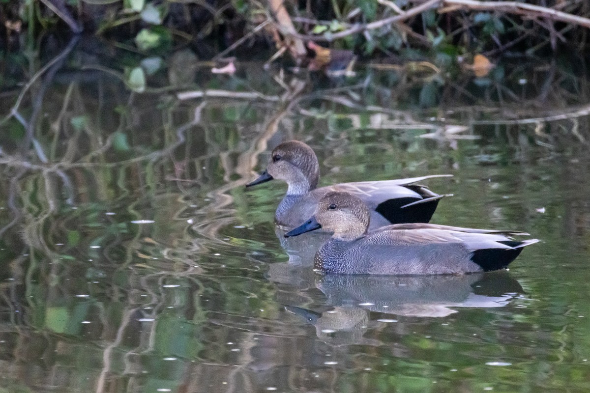 Серая утка - ML645752198