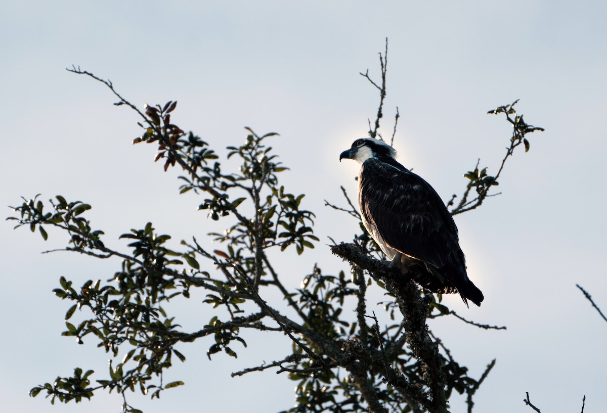 Osprey - ML645752210