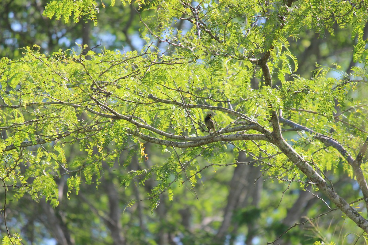 Yellow-faced Grassquit - ML645752211
