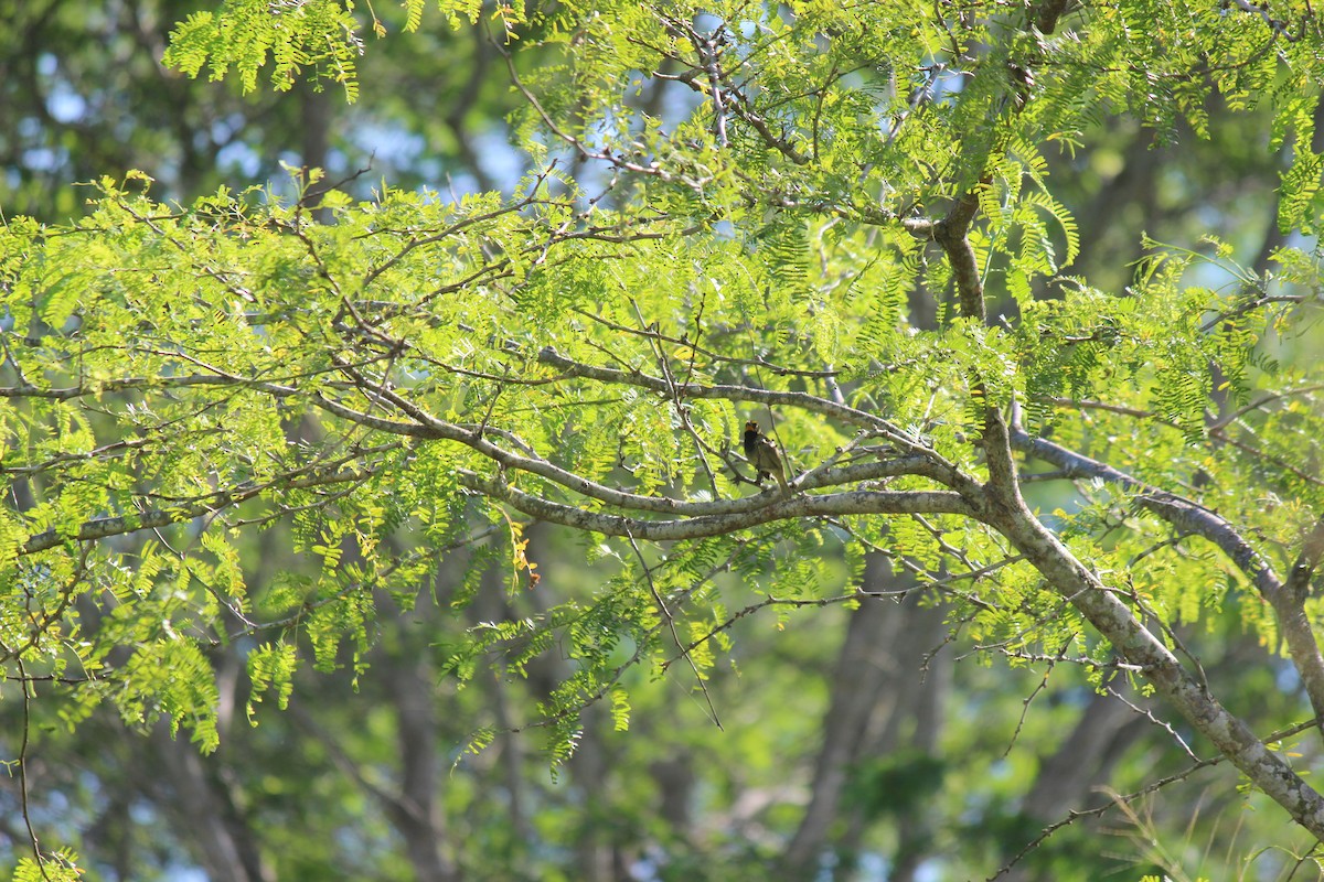 Yellow-faced Grassquit - ML645752212