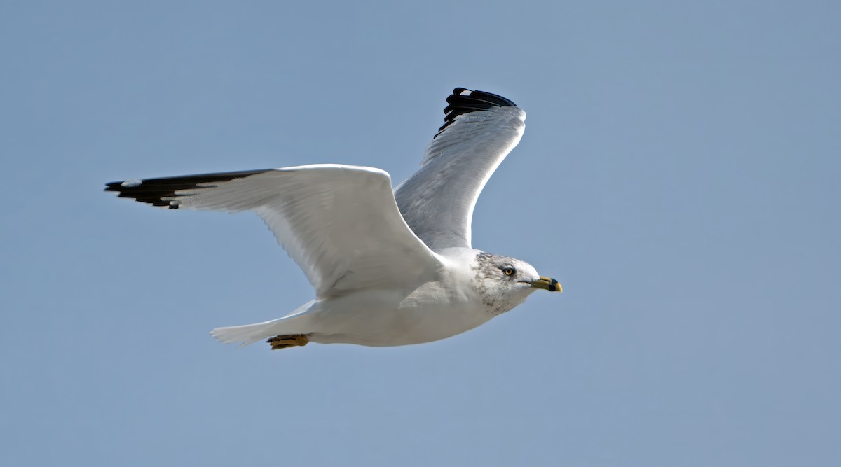Ring-billed Gull - ML645752217
