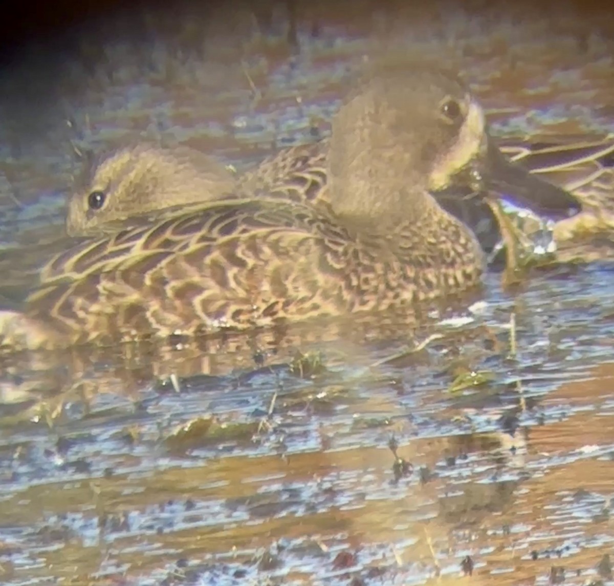 Blue-winged Teal - ML645752246