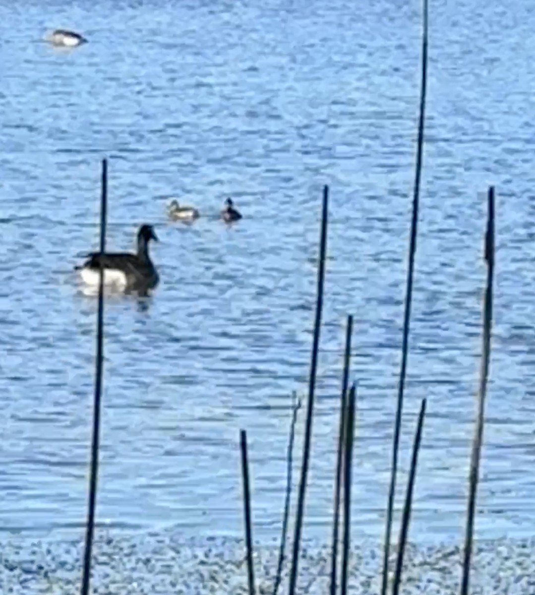 Blue-winged Teal - ML645752247