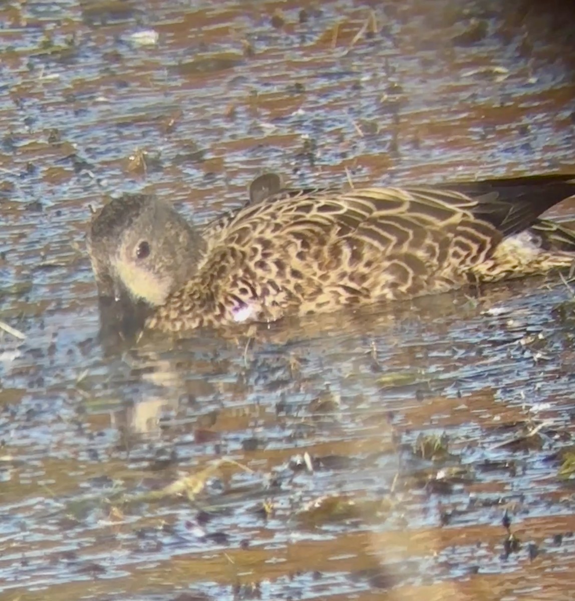 Blue-winged Teal - ML645752248