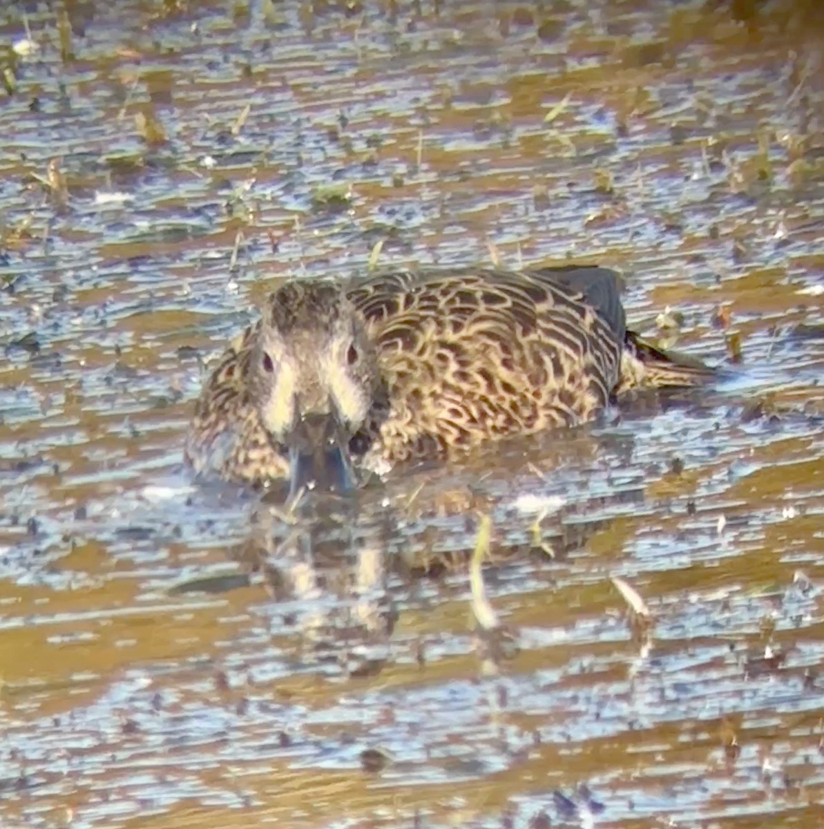 Blue-winged Teal - ML645752249